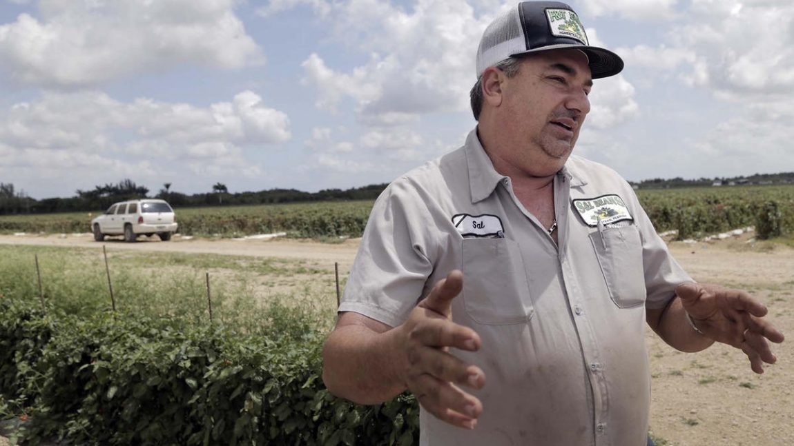 Tomato fight divides growers in Florida and the West Coast. Will it trip up NAFTA?